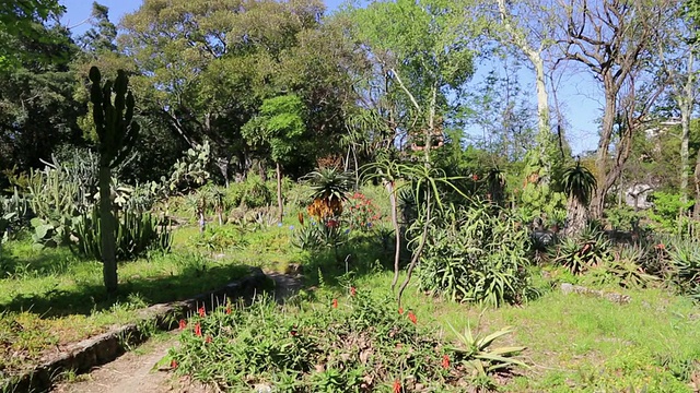 植物园(Orto Botanico di Palermo)，花园的景色，巴勒莫，西西里岛视频素材