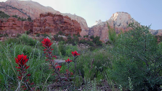 Castilleja沙漠花视频素材