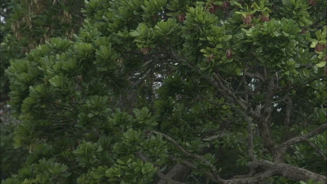 中非共和国，非洲灰鹦鹉(鹦鹉)在森林空地上成群飞翔视频素材