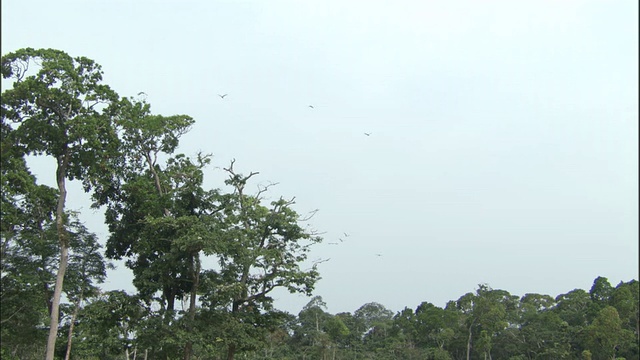 中非共和国，非洲灰鹦鹉(鹦鹉)在森林空地上成群飞翔视频素材