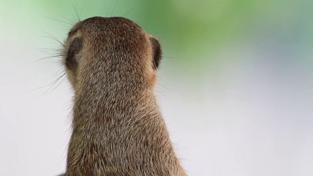 4 k:猫鼬视频素材