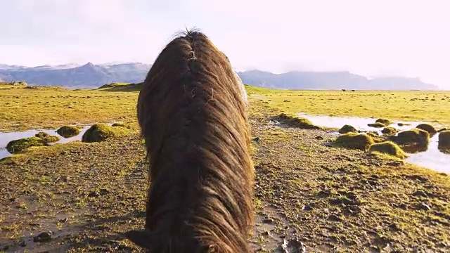 牧场上的冰岛马视频素材