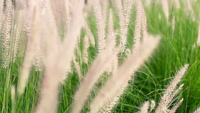 风中的草视频素材