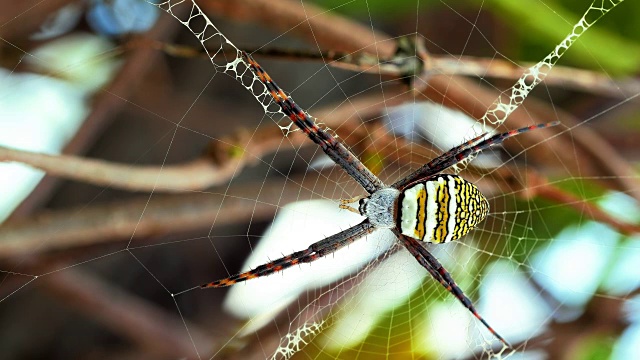 黄黑蜘蛛在她的蜘蛛网- Argiope bruennichi视频素材