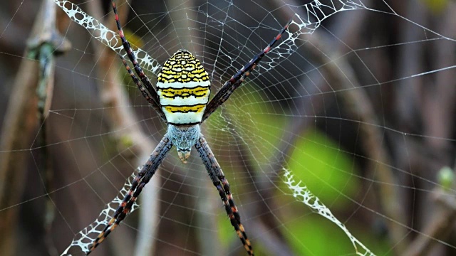 黄黑蜘蛛在她的蜘蛛网- Argiope bruennichi视频素材