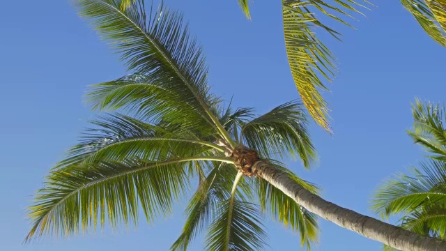 抬头看椰子树在晴朗的天空背景视频素材