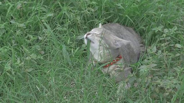 灰猫吃草。视频素材