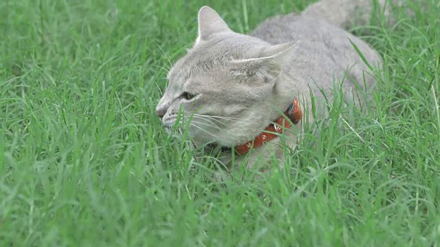 灰猫吃草。视频素材