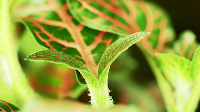 植物叶片特写视频素材