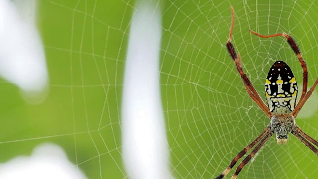 黄黑蜘蛛在她的蜘蛛网- Argiope bruennichi视频素材