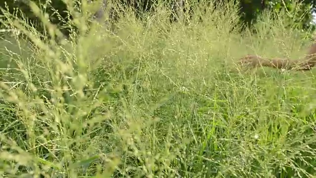 触摸草地的女孩视频素材