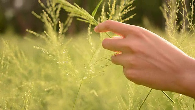 触摸草地的女孩视频素材