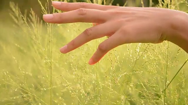 触摸草地的女孩视频素材