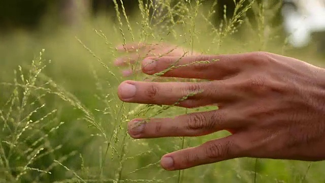 草地上的手牵手视频素材