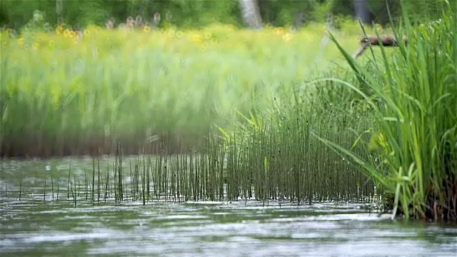 里德和雨视频下载