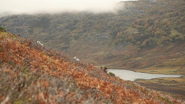 绵羊爬山坡苏格兰视频下载