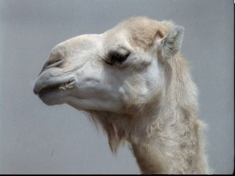 南非沙尘暴中的单峰驼(Camelus dromedarius视频素材画面1