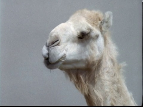 南非沙尘暴中的单峰驼(Camelus dromedarius视频素材画面2