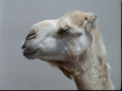 南非沙尘暴中的单峰驼(Camelus dromedarius视频素材画面3