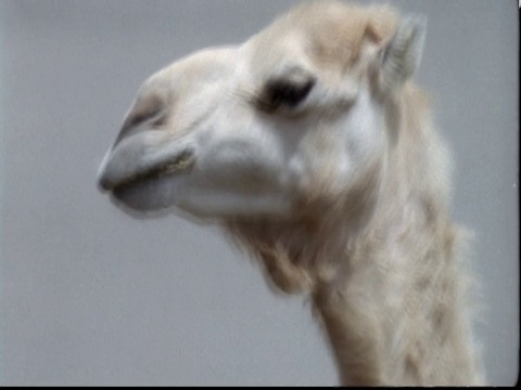 南非沙尘暴中的单峰驼(Camelus dromedarius视频素材画面4