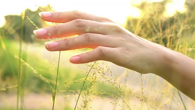 触摸草地的女孩视频素材