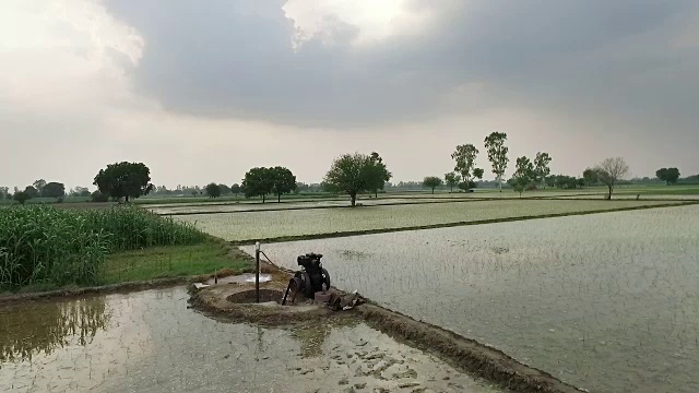 流经稻田的水渠视频素材