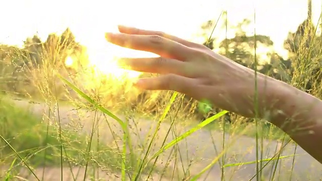 触摸草地的女孩视频素材