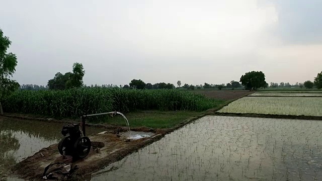 流经稻田的水渠视频素材