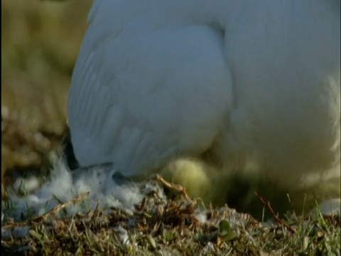 加拿大班克斯岛冻原上筑巢的雪鹅和小鹅视频素材