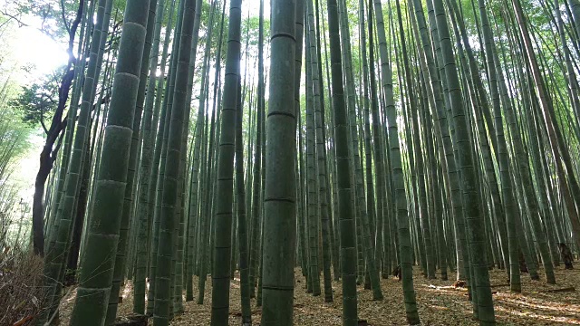 京都的竹林视频素材