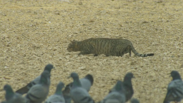 MS家鸽潘家猫缠扰视频素材