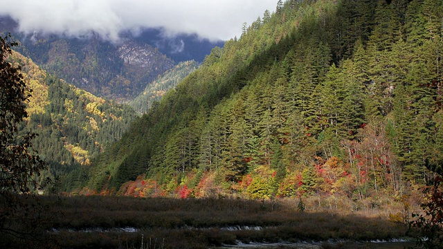 雾和云翻腾在森林山谷，九寨沟，中国四川视频素材