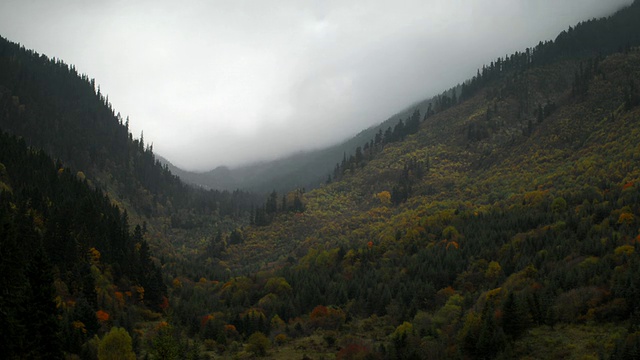 雾和云翻腾在森林山谷，九寨沟，中国四川视频素材