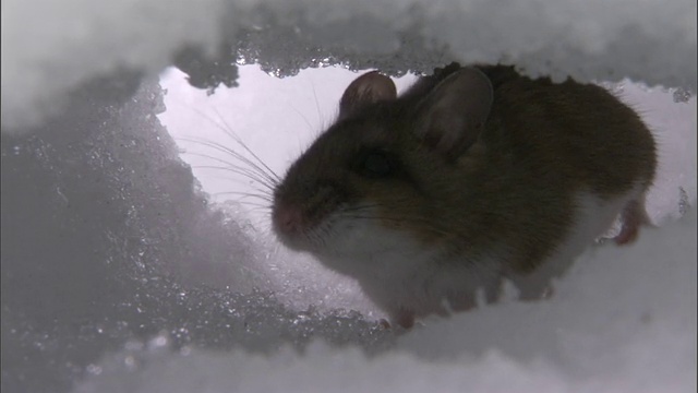 雪下隧道中的鹿鼠，黄石国家公园，美国视频素材