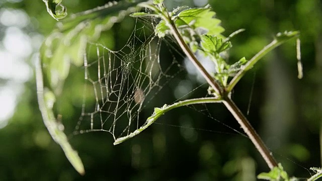 一张蜘蛛网在英国林地的微风中摇摆。视频素材