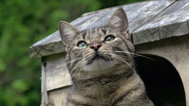 “站在诺曼底棚屋里的家猫”视频素材