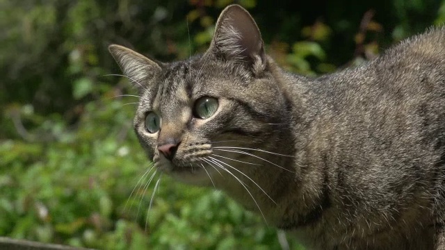 “实时诺曼底，家猫在咆哮”视频素材