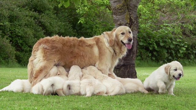 “家犬，金毛猎犬，母亲和幼崽哺乳，诺曼底，实时”视频素材