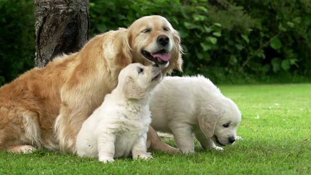 “家犬，金毛猎犬，母亲和幼崽，诺曼底，实时”视频素材