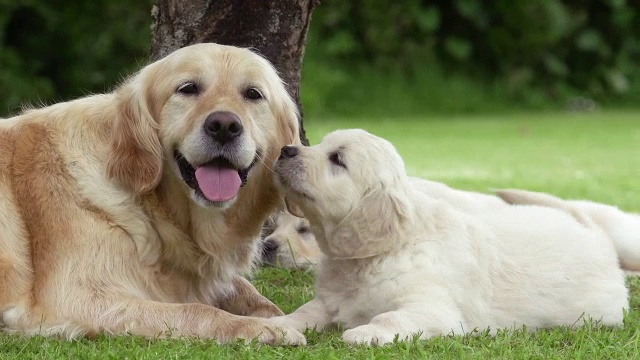 “家犬，金毛猎犬，母亲和幼崽，诺曼底，实时”视频素材