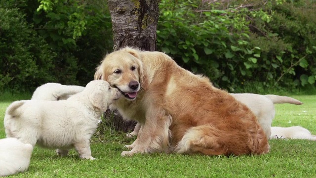 “家犬，金毛猎犬，母亲和幼崽，诺曼底，实时”视频素材