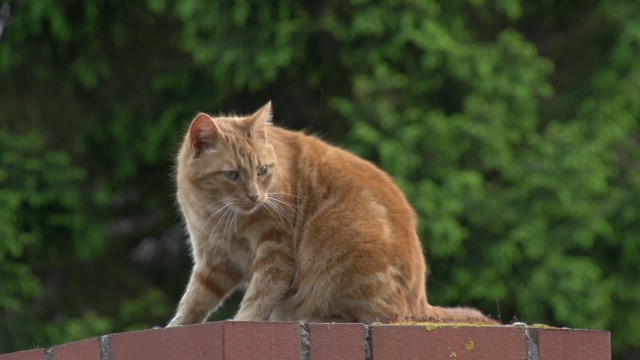 “红虎斑家猫，成人清洗，诺曼底，实时”视频素材