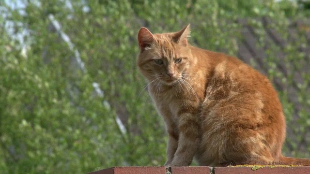 “红虎斑家猫，成人清洗，诺曼底，实时”视频素材