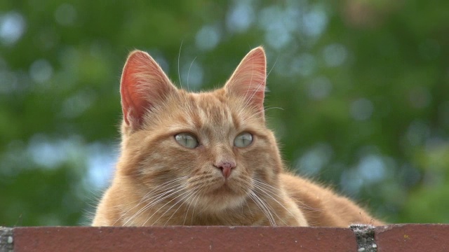 “红虎斑家猫，成年画像，诺曼底，实时”视频素材