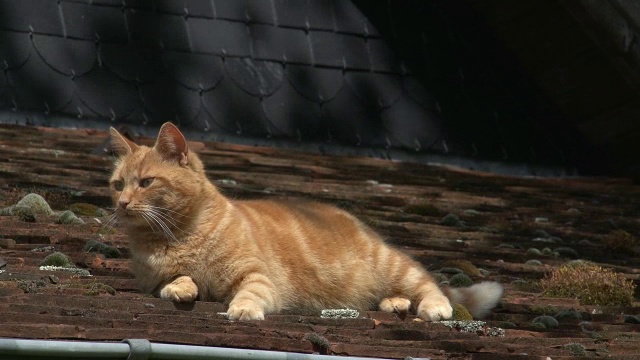 “红虎斑家猫在诺曼底屋顶上行走”视频素材