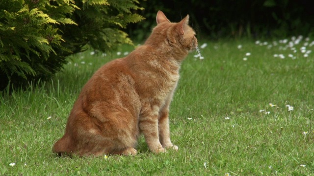 “红虎斑家猫在诺曼底的草坪上洗澡，实时拍摄”视频素材