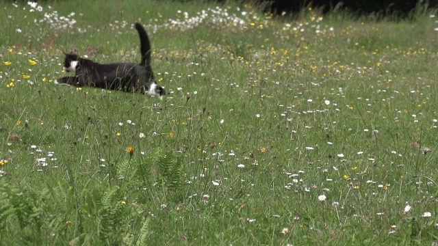 黑白家猫在诺曼底草地上奔跑慢镜头视频素材