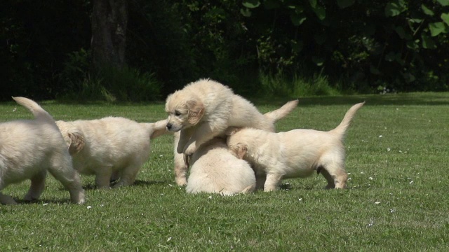 “家犬，金毛猎犬，在草地上奔跑的幼崽，诺曼底，慢镜头”视频素材