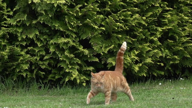 “诺曼底狩猎红虎斑家猫，慢镜头”视频素材