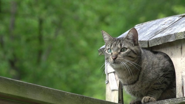 “站在诺曼底棚屋里的家猫”视频素材